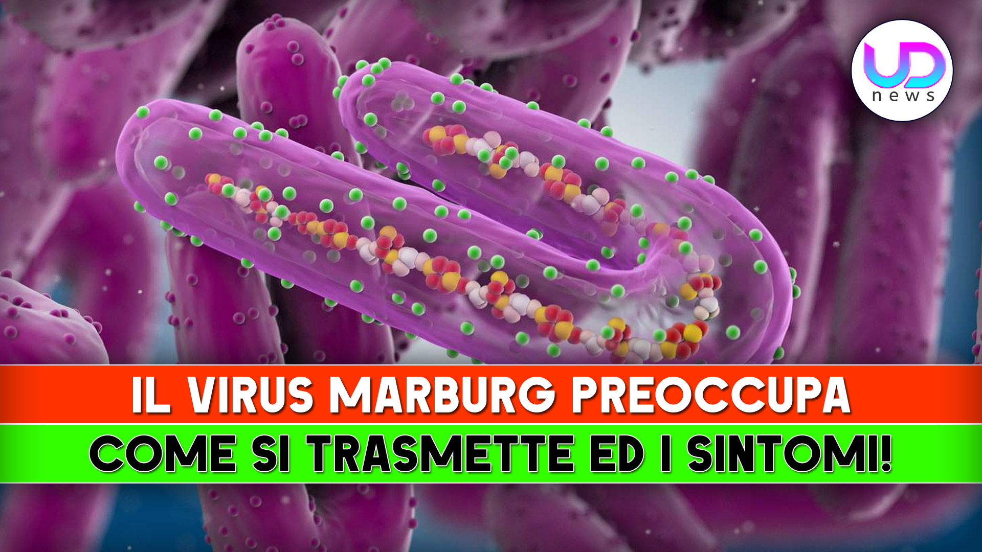 Il Virus Marburg Preoccupa: Come Si Trasmette ed I Sintomi!